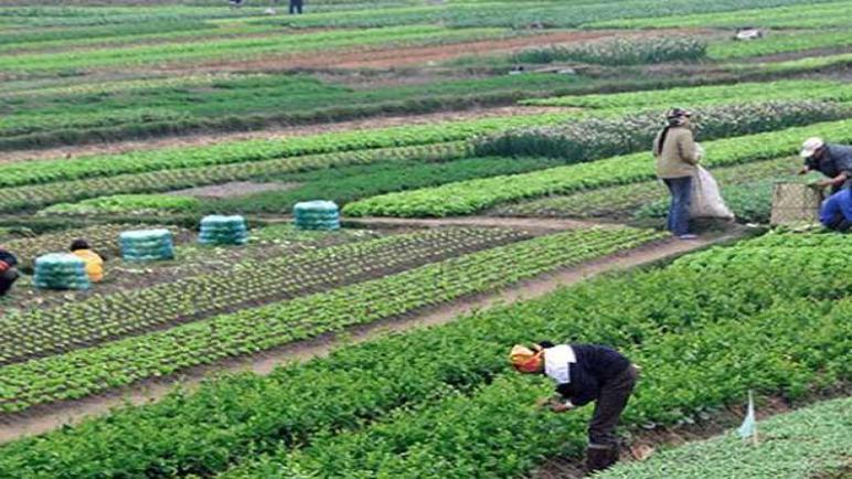 477 مليون دولار زيادة فى الصادرات الزراعية مقارنة بالموسم الماضى