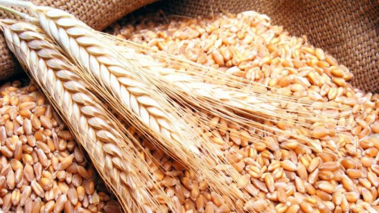 271 مليون دولار قيمة واردات مصر من القمح نوفمبر الماضى