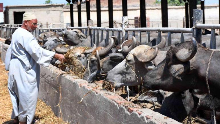 تمويل مشروعات الإنتاج الحيواني يصل إلى 150.000 جنيه من بنك الإسكندرية.. تفاصيل 