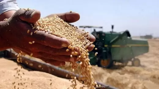 الهيئة العامة للسلع التموينية تتعاقد على شراء 240 ألف طن قمح روسى