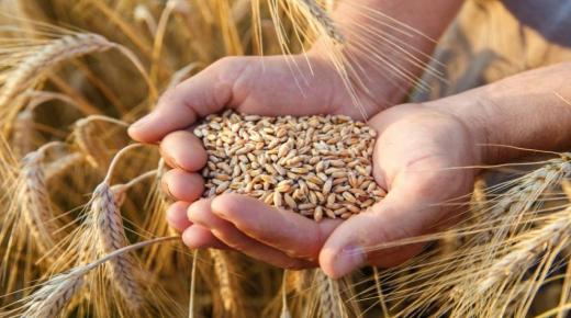 310 مليون دولار واردات مصر من القمح مارس الماضي