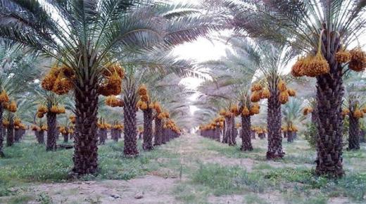 بـ15.5 مليون نخلة.. مصر تحتل المركز الاول عالميًّا في إنتاج نخيل التمر