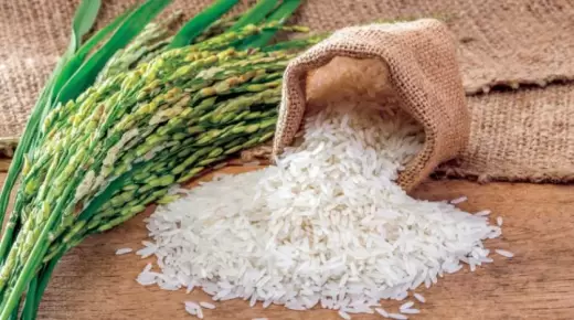 غدا.. بدء توريد الأرز الشعير من المزارعين لوزارة التموين
