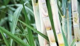 محافظ قنا يعلن سعر توريد محصول قصب السكر لعام 2024