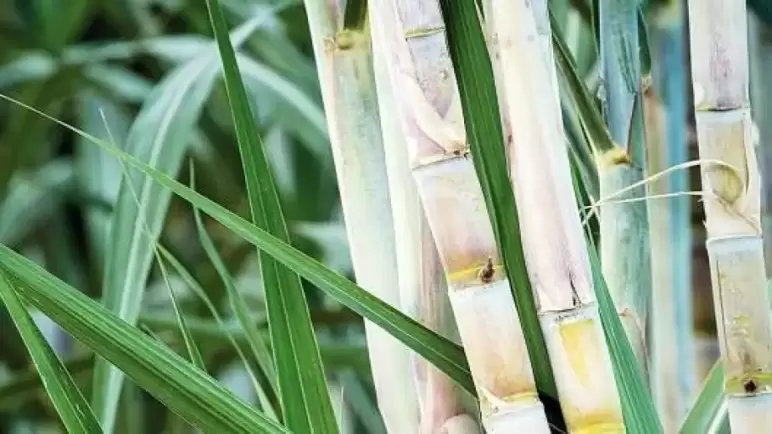 محافظ قنا يعلن سعر توريد محصول قصب السكر لعام 2024