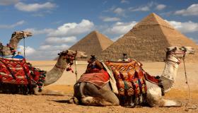 13 مليون دولار ورادات مصر من الجمال أكتوبر الماضى