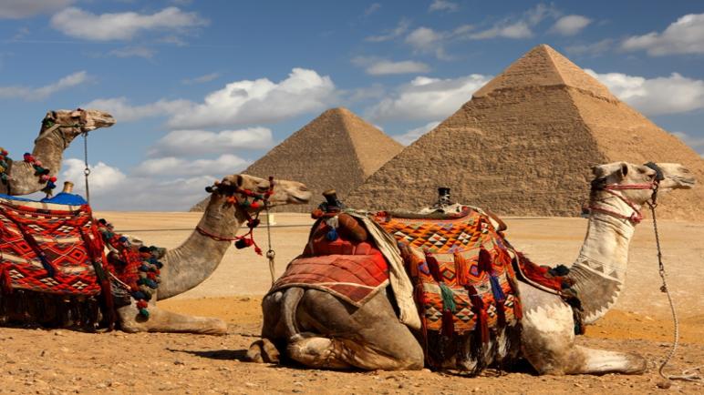 13 مليون دولار ورادات مصر من الجمال أكتوبر الماضى